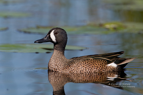 Blue-winged Teal Drake