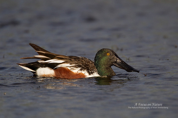 Northern Shoveler Drake