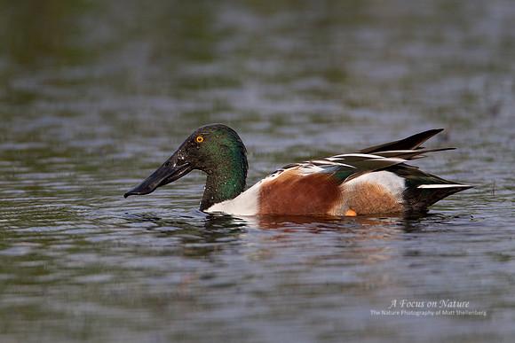 Northern Shoveler Drake