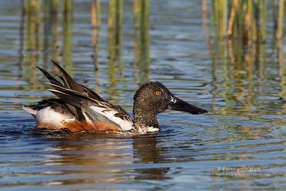 Northern Shoveler Drake