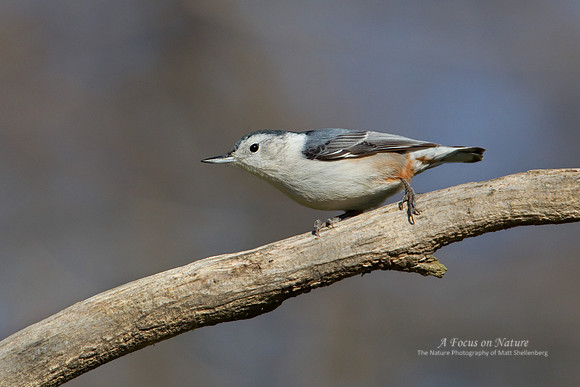 White-breasted Nuthatch