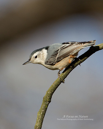 White-breasted Nuthatch