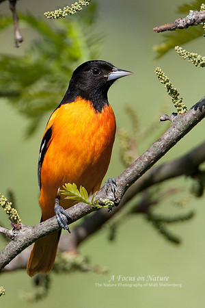 Baltimore Oriole - Male