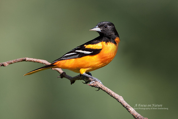 Baltimore Oriole - Male