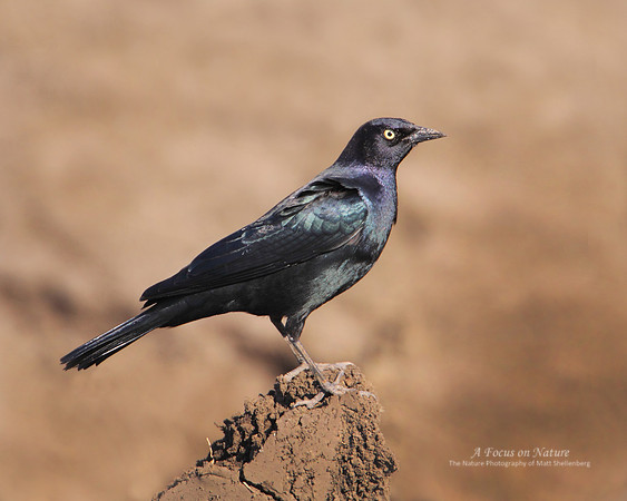 Brewers Blackbird - Male