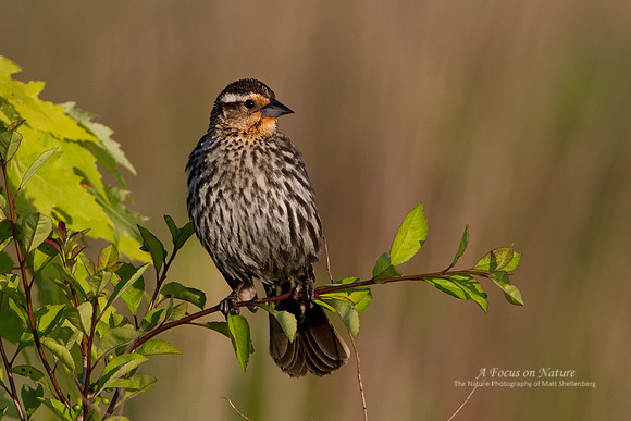 Red-winged Blackbird - Female