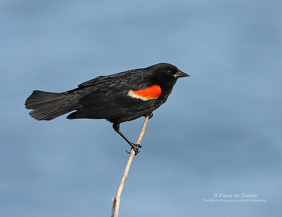 Red-winged Blackbird - Male