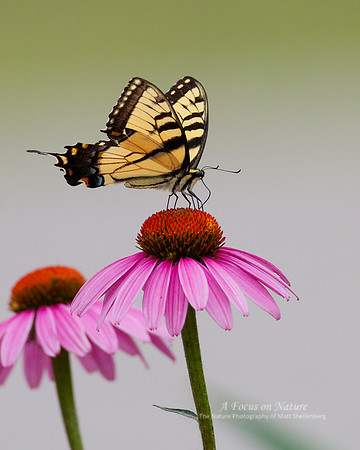 Eastern Tiger Swallowtail