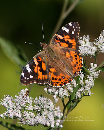 Painted Lady