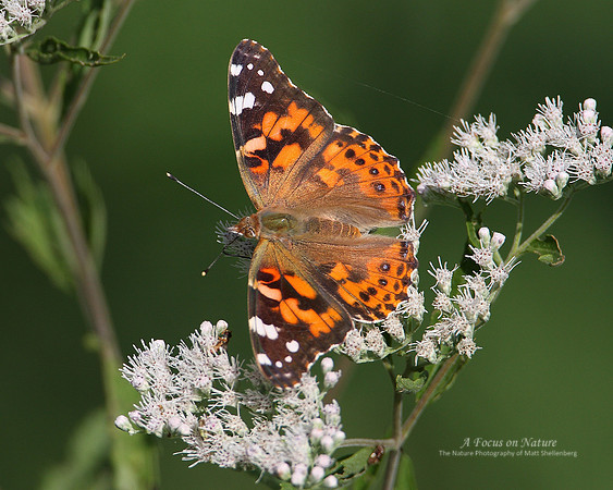 Painted Lady