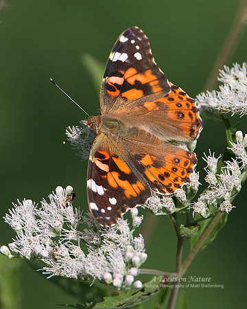 Painted Lady
