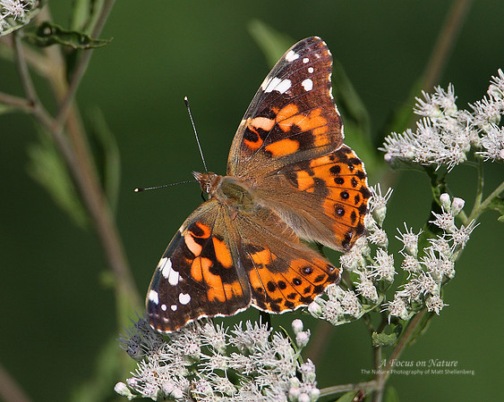 Painted Lady