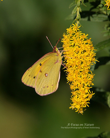 Common Sulphur