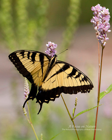 Eastern Tiger Swallowtail