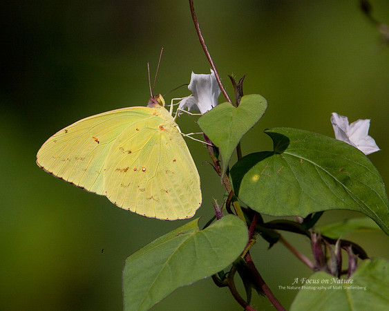 Cloudless Sulphur