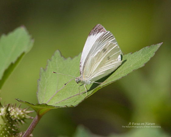 Cabbage White