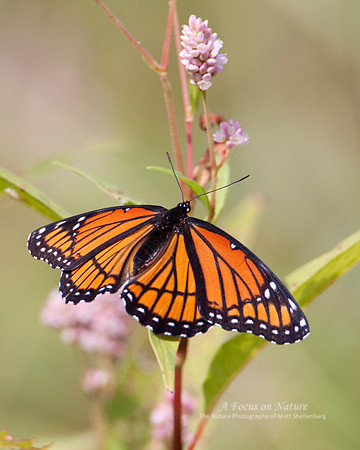 Viceroy