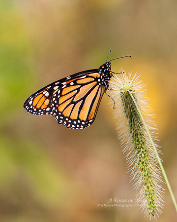 Monarch