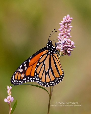 Monarch