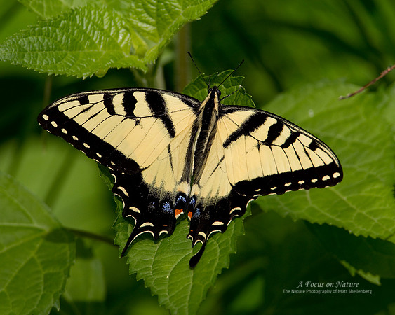 Eastern Tiger Swallowtail
