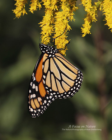 Monarch