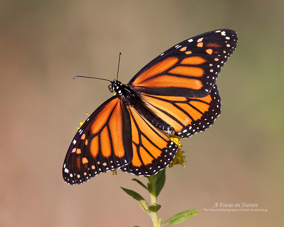 Monarch