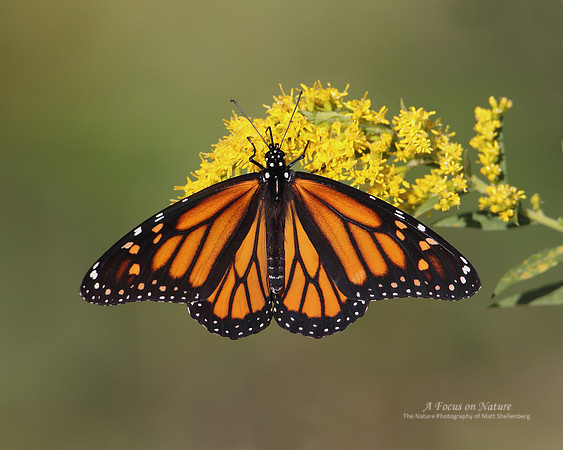 Monarch
