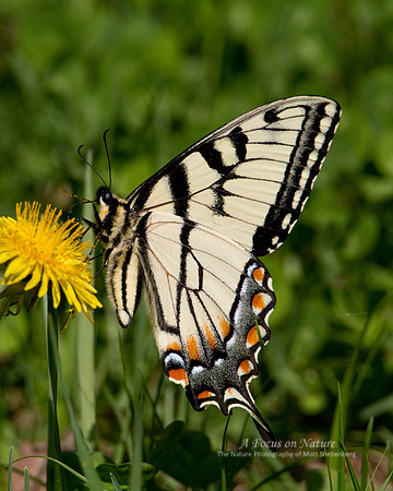 Eastern Tiger Swallowtail