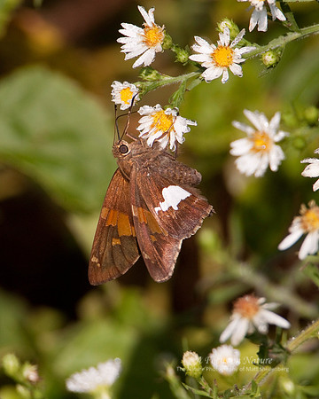 Silver Spotted Skipper