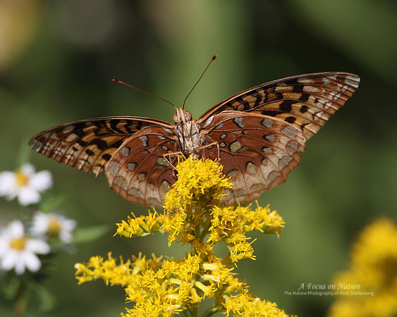 Great Spangled Fritillary