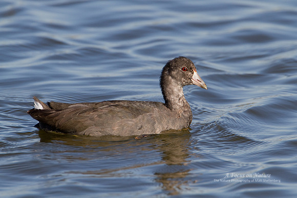 Juvenile American Coot
