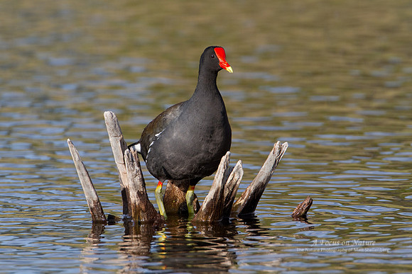 Common Gallinule