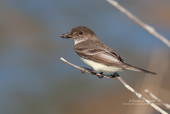 Eastern Phoebe