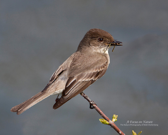 Eastern Phoebe
