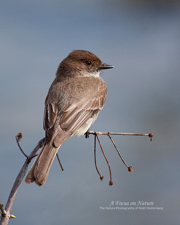 Eastern Phoebe