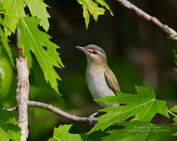 Red-eyed Vireo