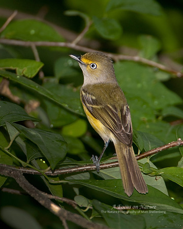 White-eyed Vireo