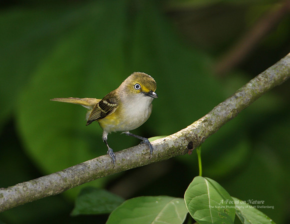 White-eyed Vireo
