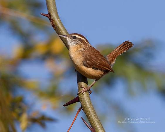 Carolina Wren