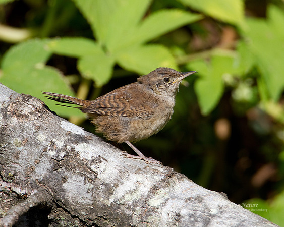 House Wren
