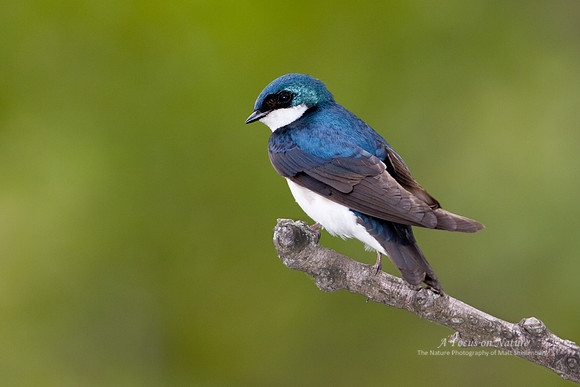 Tree Swallow - Male