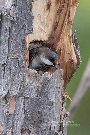 Tree Swallow