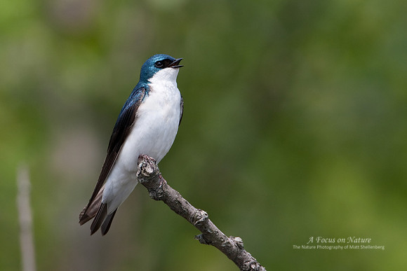 Tree Swallow - Male