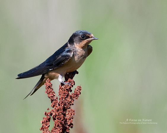 Barn Swallow