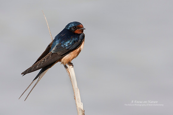 Barn Swallow - Male