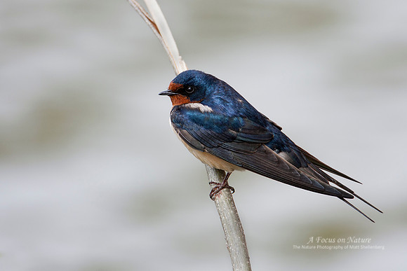 Barn Swallow - Male