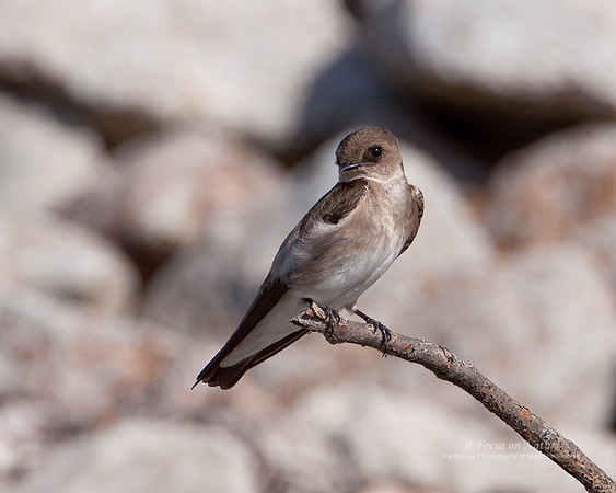 Northern Rough-winged Swallow