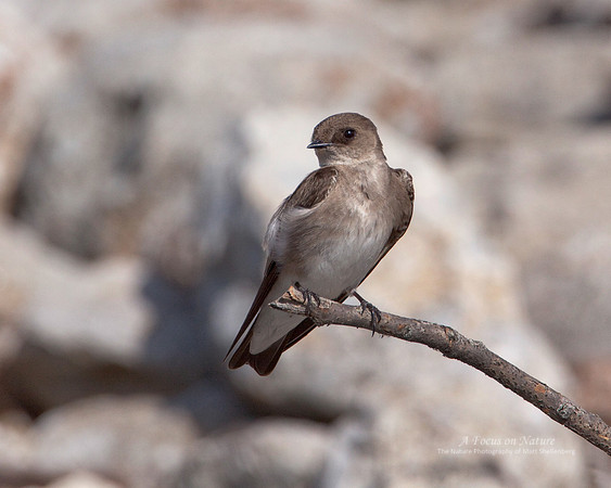 Northern Rough-winged Swallow