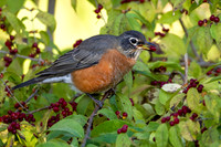 American Robin
