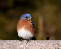 Eastern Bluebird - Male